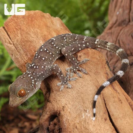 Baby Nutaphand's Red-Eyed Geckos For Sale - Underground Reptiles