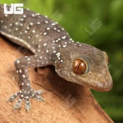 Baby Nutaphand's Red-Eyed Geckos For Sale - Underground Reptiles