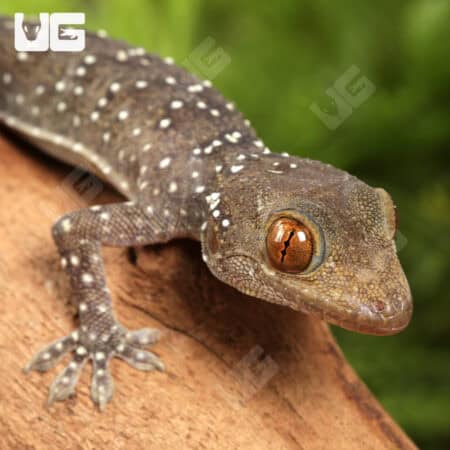 Baby Nutaphand's Red-Eyed Geckos For Sale - Underground Reptiles
