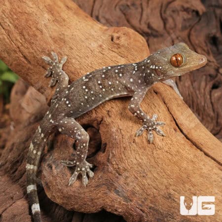 Baby Nutaphand's Red-Eyed Geckos For Sale - Underground Reptiles