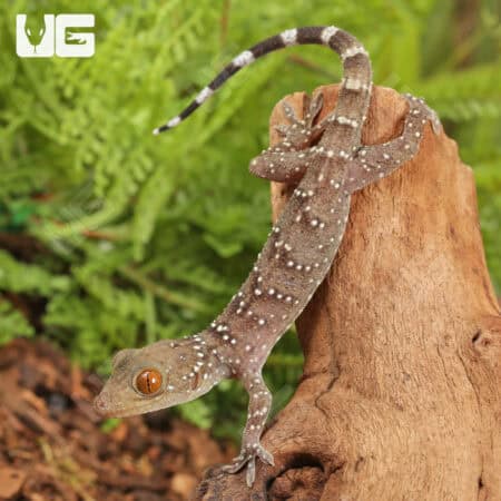 Baby Nutaphand's Red-Eyed Geckos For Sale - Underground Reptiles