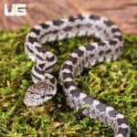 Baby Moonshine Ratsnake on moss, showcasing unique black and gray pattern.