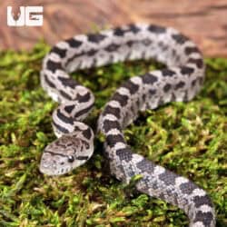 Baby Moonshine Ratsnake on moss, showcasing unique black and gray pattern.