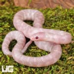 Baby Hypo Pink Pearl Florida Kingsnakes For Sale - Underground Reptiles