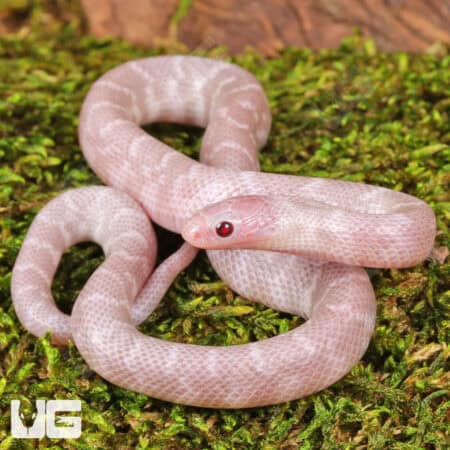 Baby Hypo Pink Pearl Florida Kingsnakes For Sale - Underground Reptiles
