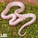 Baby Hypo Pink Pearl Florida Kingsnakes For Sale - Underground Reptiles