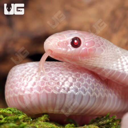 Baby Hypo Pink Pearl Florida Kingsnakes For Sale - Underground Reptiles