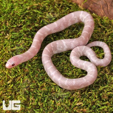 Baby Hypo Pink Pearl Florida Kingsnakes For Sale - Underground Reptiles