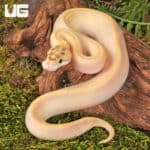 Baby Ivory Enchi OD Ball Pythons For Sale - Underground Reptiles