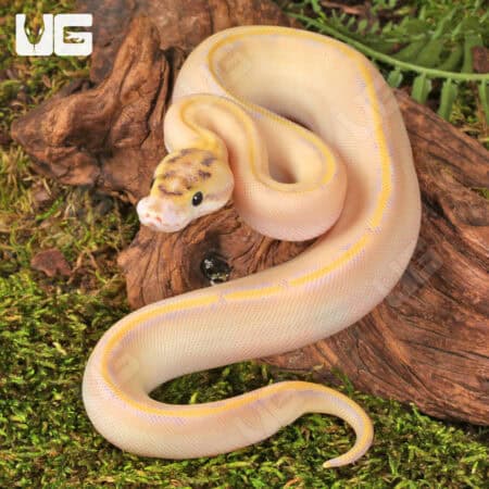 Baby Ivory Enchi OD Ball Pythons For Sale - Underground Reptiles