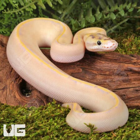 Baby Ivory Enchi OD Ball Pythons For Sale - Underground Reptiles
