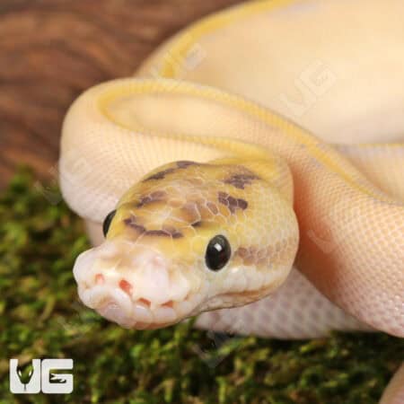 Baby Ivory Enchi OD Ball Pythons For Sale - Underground Reptiles