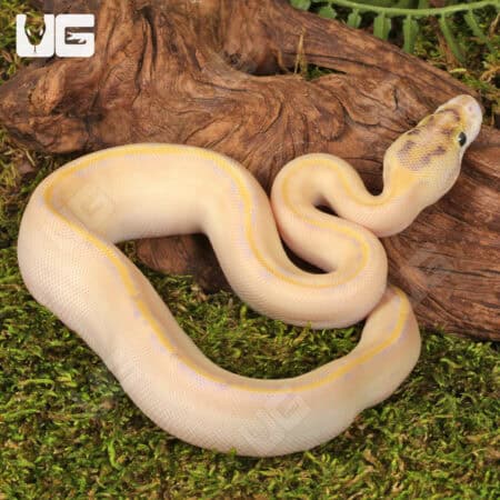 Baby Ivory Enchi OD Ball Pythons For Sale - Underground Reptiles