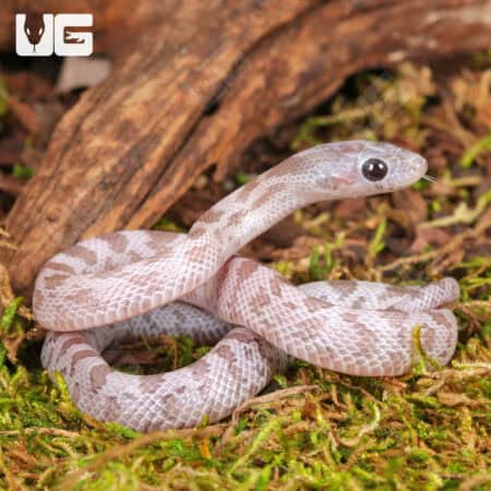 Baby Lava Cinder Cornsnakes For Sale - Underground Reptiles