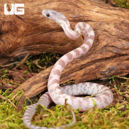 Baby Lava Cinder Cornsnakes For Sale - Underground Reptiles