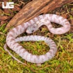 Baby Lava Cinder Cornsnakes For Sale - Underground Reptiles