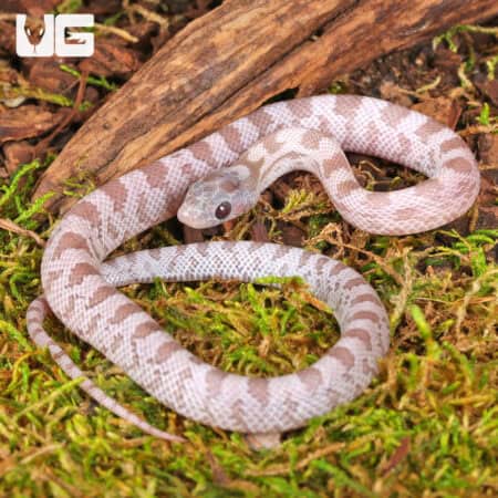 Baby Lava Cinder Cornsnakes For Sale - Underground Reptiles