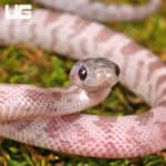 Baby Lava Cinder Cornsnakes For Sale - Underground Reptiles