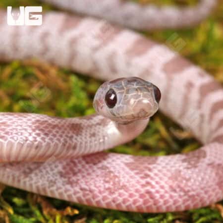 Baby Lava Cinder Cornsnakes For Sale - Underground Reptiles