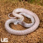 Baby Lava Cinder Tessera Cornsnakes For Sale - Underground Reptiles