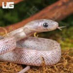 Baby Lava Cinder Tessera Cornsnakes For Sale - Underground Reptiles