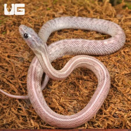 Baby Lava Cinder Tessera Cornsnake on substrate.