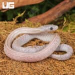 Baby Lava Cinder Tessera Cornsnakes For Sale - Underground Reptiles