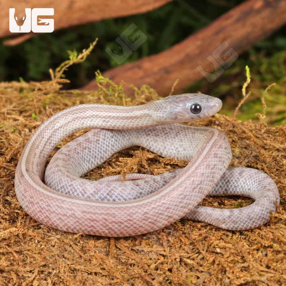 Baby Lava Cinder Tessera Cornsnakes For Sale - Underground Reptiles