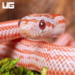 Baby Lava Tessera Cornsnakes For Sale - Underground Reptiles