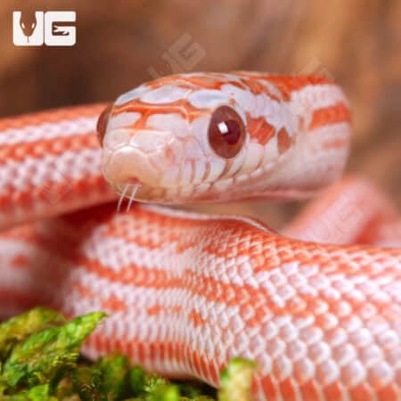 Baby Lava Tessera Cornsnakes For Sale - Underground Reptiles