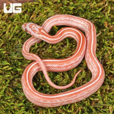 Baby Lava Tessera Cornsnakes For Sale - Underground Reptiles
