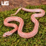 Baby Lava Tessera Cornsnakes For Sale - Underground Reptiles