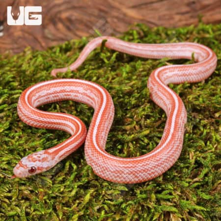 Baby Lava Tessera Cornsnakes For Sale - Underground Reptiles