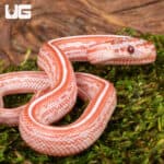 Baby Lava Tessera Cornsnakes For Sale - Underground Reptiles