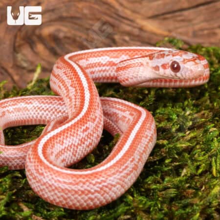 Baby Lava Tessera Cornsnakes For Sale - Underground Reptiles