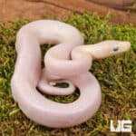 Baby Leucistic Colombian Rainbow Boas For Sale - Underground Reptiles