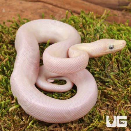 Baby Leucistic Colombian Rainbow Boas For Sale - Underground Reptiles