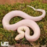 Baby Leucistic Colombian Rainbow Boas For Sale - Underground Reptiles