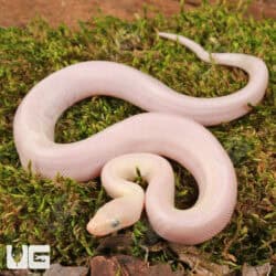 Baby Leucistic Colombian Rainbow Boas For Sale - Underground Reptiles