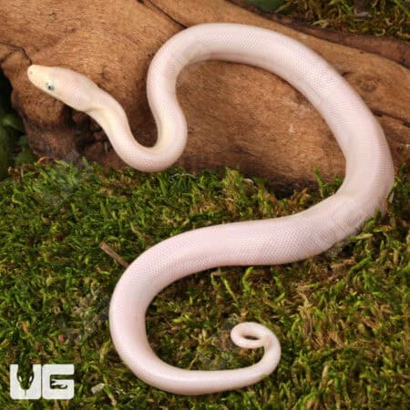 Baby Leucistic Colombian Rainbow Boas For Sale - Underground Reptiles