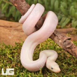 Baby Leucistic Colombian Rainbow Boas For Sale - Underground Reptiles