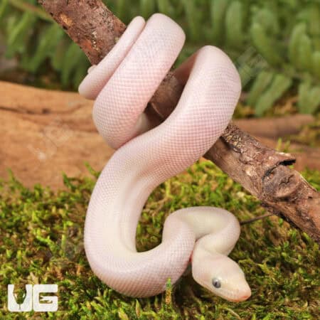 Baby Leucistic Colombian Rainbow Boas For Sale - Underground Reptiles