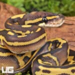 Baby Mojave Leopard Ball Pythons For Sale - Underground Reptiles