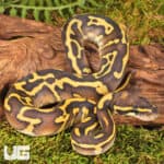Baby Mojave Leopard Ball Pythons For Sale - Underground Reptiles