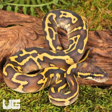 Baby Mojave Leopard Ball Pythons For Sale - Underground Reptiles