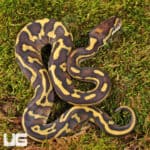 Baby Mojave Leopard Ball Pythons For Sale - Underground Reptiles