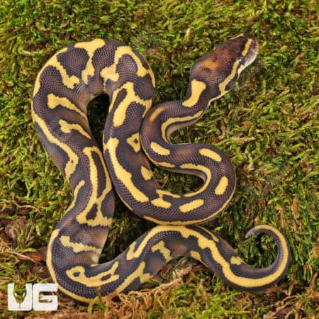 Baby Mojave Leopard Ball Pythons For Sale - Underground Reptiles