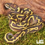 Baby Mojave Leopard Ball Pythons For Sale - Underground Reptiles