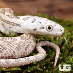 Baby Moonshine Ratsnakes For Sale - Underground Reptiles