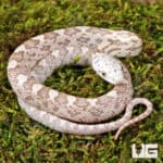 Baby Moonshine Ratsnakes For Sale - Underground Reptiles